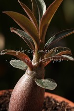 PIANTA ADENIUM SOMALENSE "NOVA