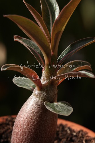 Pianta adenium somalense nova - somalense, "nova