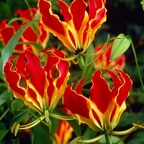 Semi gloriosa - 5,