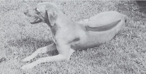 Rhodesian ridgeback - *,