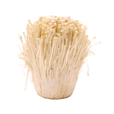 Enoki Coltura Liquida