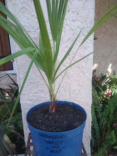 Chamaerops humilis var hort - humilis,