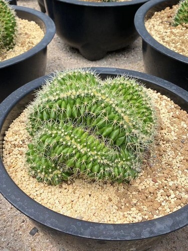 Rara pianta succulenta