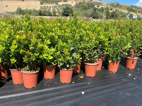 Corbezzolo arbutus unedo - arbutus, vaso