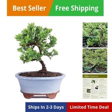 Bonsai Tree-3  Old 4" to 6"