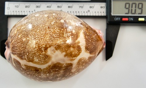 Cypraea mappa geografica - cypraea,