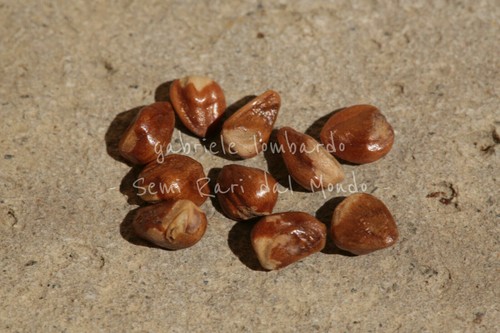 Ginepro cinese juniperus - cinese,