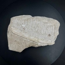 Odontopteryx fossil bird –