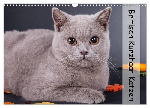 Britisch kurzhaar katzen - britisch,