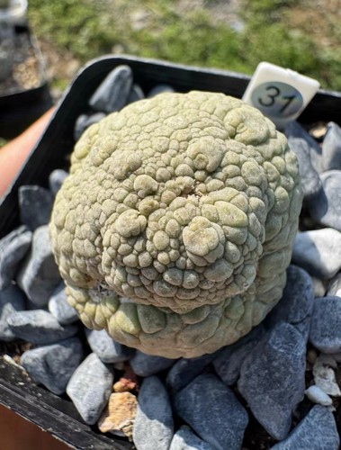 Cm pseudolithos - 3,7,