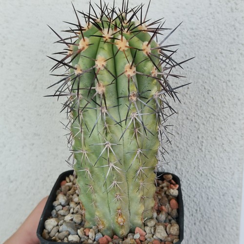 Copiapoa magnifica kk1393 - kk1393, vaso