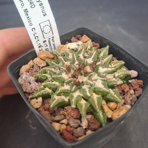 Ariocarpus kotschoubeyanus - , f