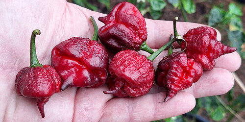 Semi peperoncino - 10,
