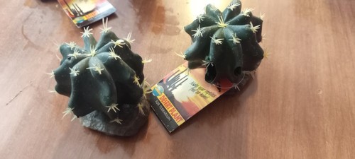 Cactus gomma per terrario - cactus, in