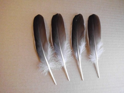 Piume oca grigie 19 cm - piume,