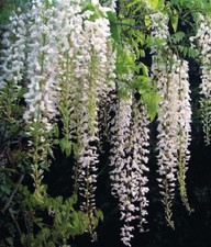 Glicine cinese Alba 2L - Una