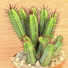 Euphorbia enopla ,  pot 10 cm