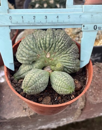 1rara pianta succulenta cactus - succulenta,