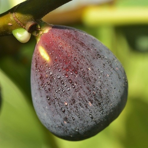 Pianta frutto fico - frutto,