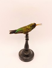 Taxidermy, Cabinet De