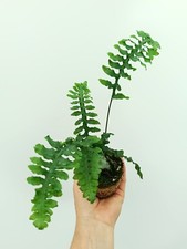 Lecanopteris DEPARIOIDES