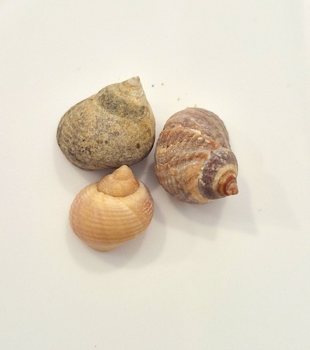 Littorina striata set - littorina, set!!