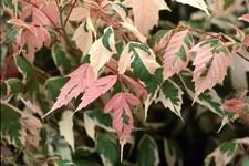 Acero americano variegato v10