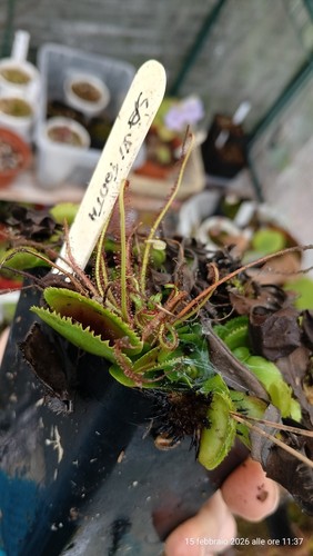 Dionaea muscipula sawtooth - muscipula, "