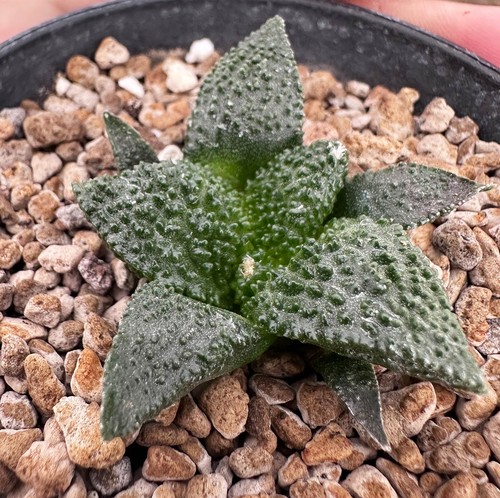 Ariocarpus godzilla see d - ariocarpus, see-d