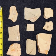 Esemplare fossile #150