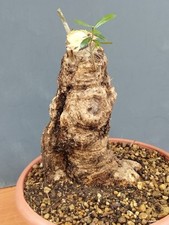 Bonsai Olivastro 17x30 In Vaso