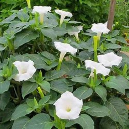 1367vr indian thornapple - indian,