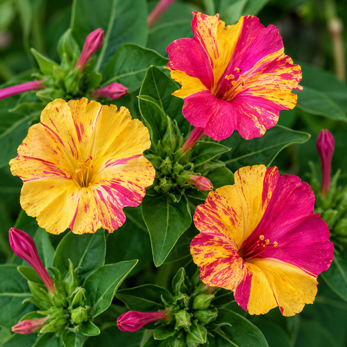 Mirabilis jalapa hybrids seeds - mirabilis,