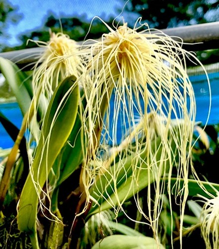 Bulbophyllum species medusa - species,