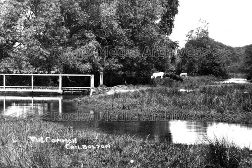 Zmm the common and - zmm-35,