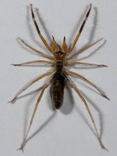Solifugae (Galeodes sp) –