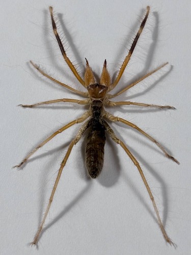 Solifugae - , –