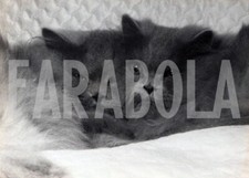 Foto vintage Francia, Tenerezze tra gatti persiani, 1954, stampa 18x13 cm