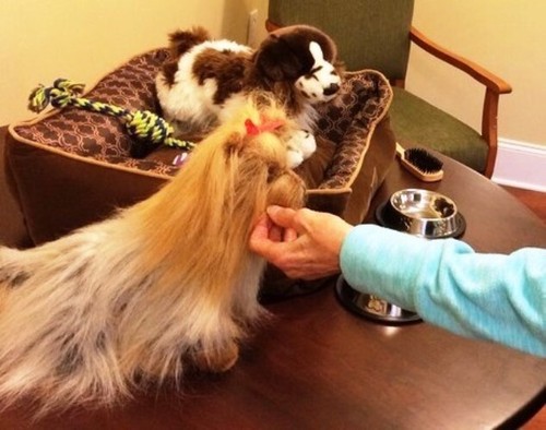 Pet shop kit - pet, con