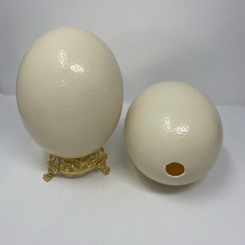 Genuine ostrich eggs - genuine,