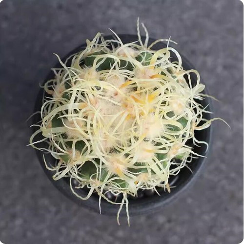 Echinocactus grusoni - , v