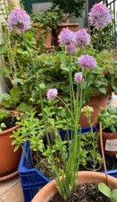 Semi di Allium Schoenoprasum L. "ERBA CIPOLLINA"