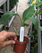 FHIA-03 “Sweetheart” Dwarf