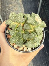 Multi teste Ariocarpus fis var