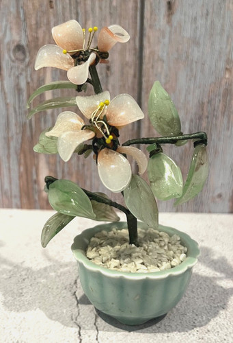 Mini bonsai albero celadon
