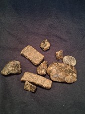 Turritella Agate (Fossil