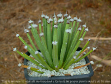 Agave  albopilosa Sukkulente