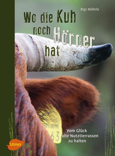 Dove mucca ancora le - ha,