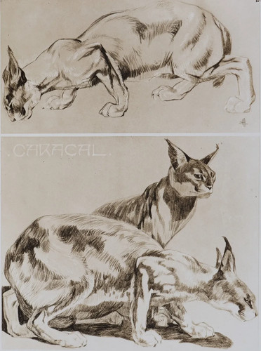 Mathurin meheut caracal - mathurin, meheut: