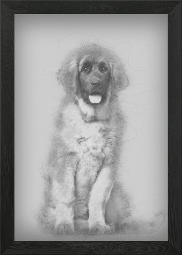 Quadro leonberger cucciolo - leonberger, 4